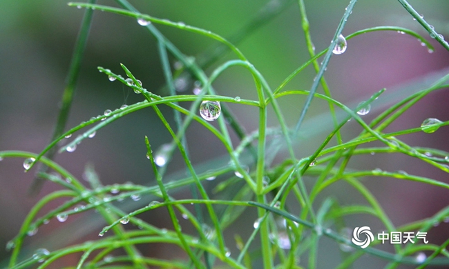 中国春雨图鉴图片,春雨图片大全大图