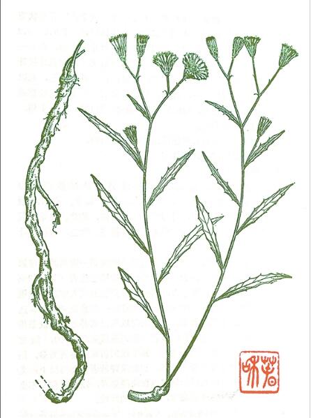 还阳参是什么样,还阳参入药部位