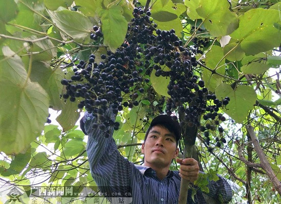 玉林市乡村振兴,玉林乡村振兴容县