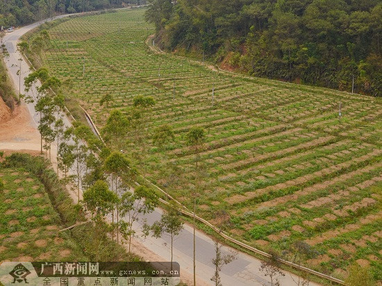 玉林市乡村振兴,玉林乡村振兴容县