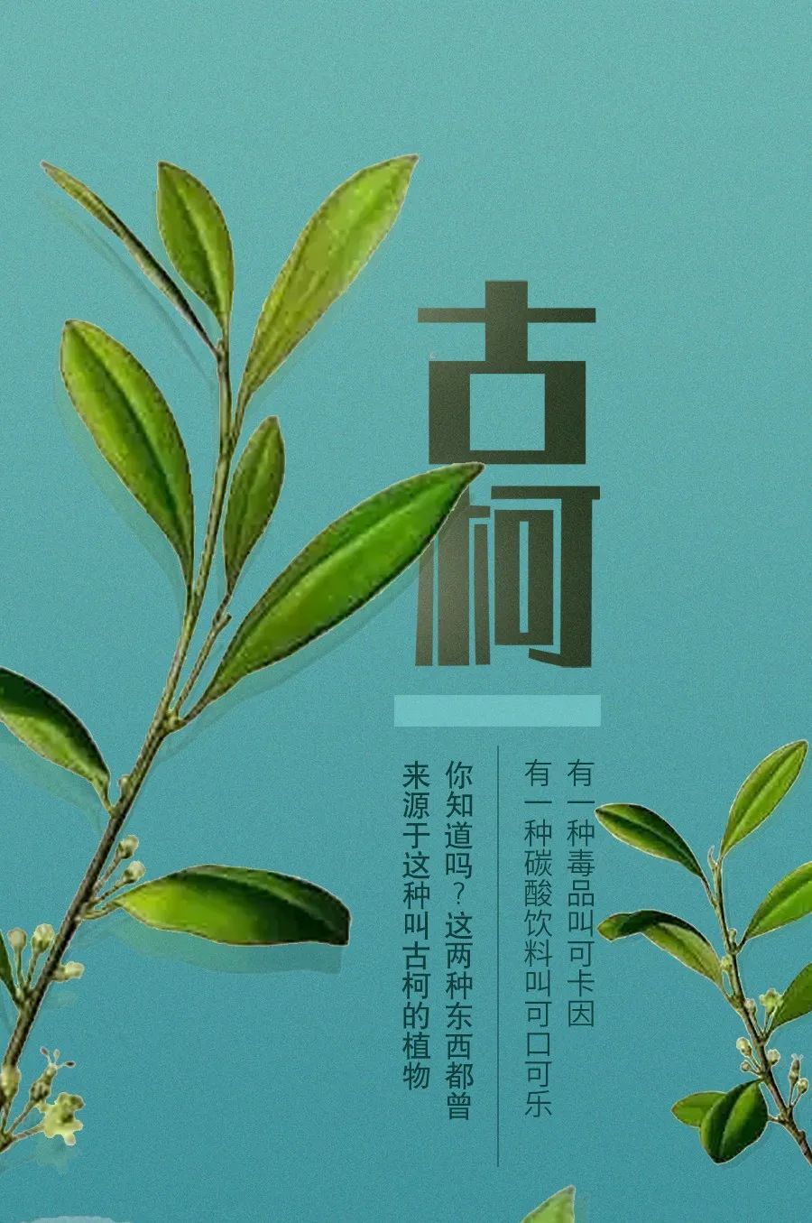 有毒的食物不能乱吃,有毒的食物别再吃