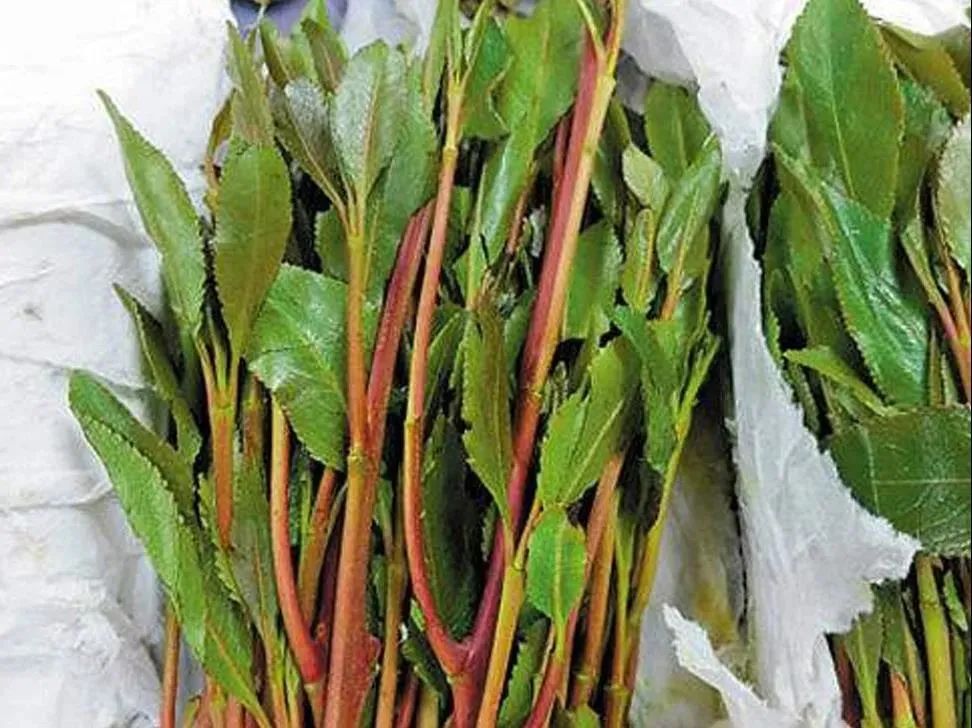 别不信，这些*品毒**你可能认不出来！