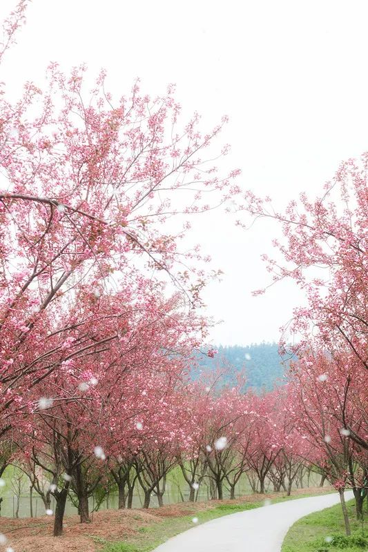 南京江宁网红打卡点有哪些,春日限定江宁新晋网红打卡点出炉