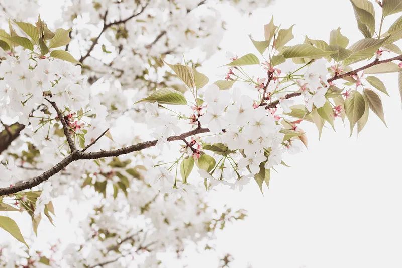 南京江宁网红打卡点有哪些,春日限定江宁新晋网红打卡点出炉