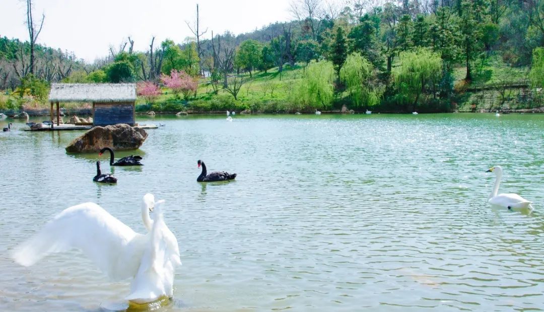 南京江宁网红打卡点有哪些,春日限定江宁新晋网红打卡点出炉