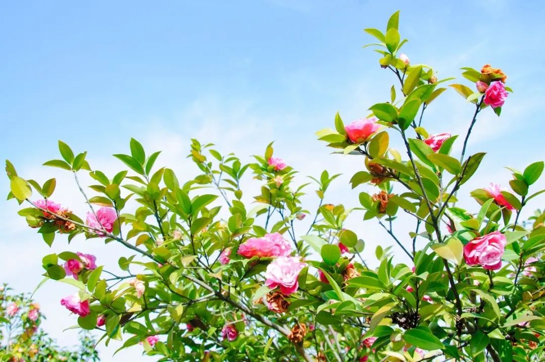 南京江宁网红打卡点有哪些,春日限定江宁新晋网红打卡点出炉