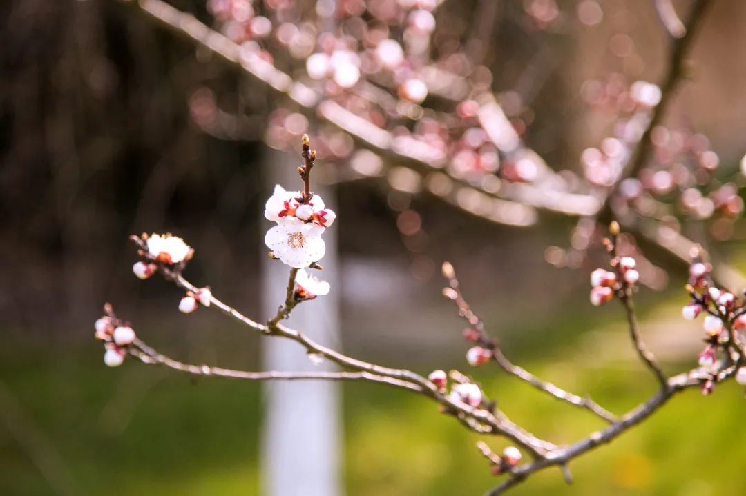 南京江宁网红打卡点有哪些,春日限定江宁新晋网红打卡点出炉