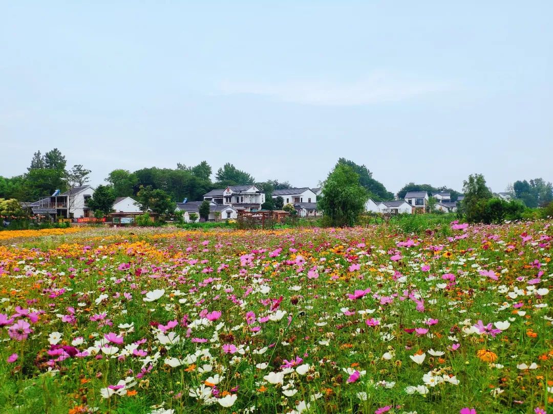 南京江宁网红打卡点有哪些,春日限定江宁新晋网红打卡点出炉
