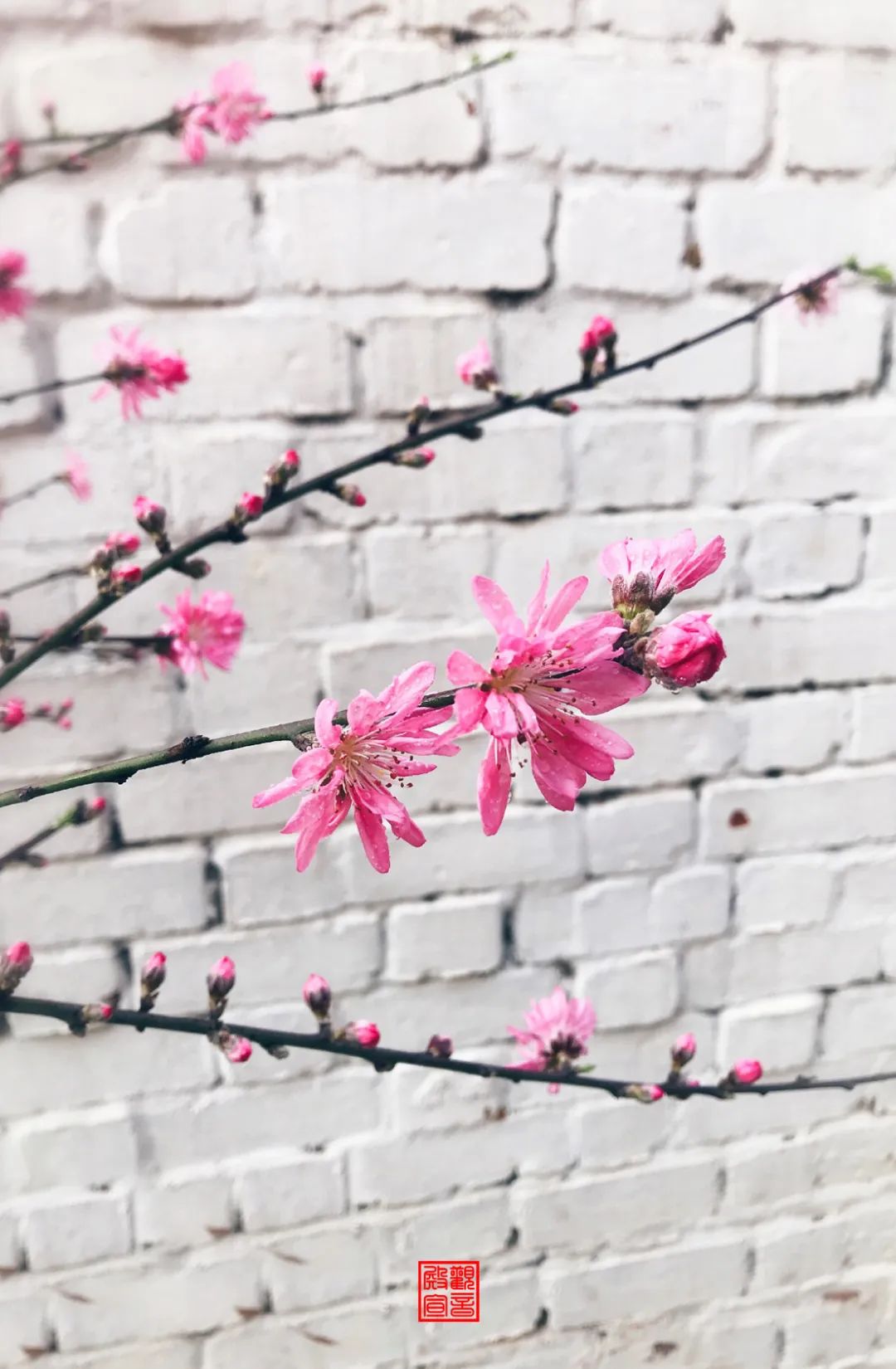 南京江宁网红打卡点有哪些,春日限定江宁新晋网红打卡点出炉