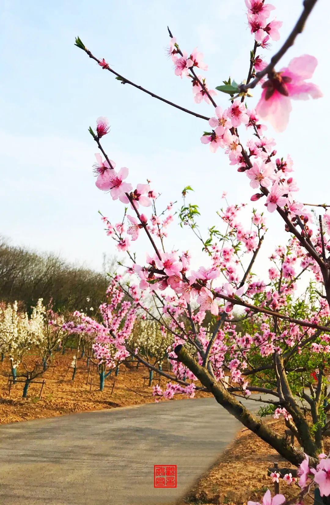 南京江宁网红打卡点有哪些,春日限定江宁新晋网红打卡点出炉
