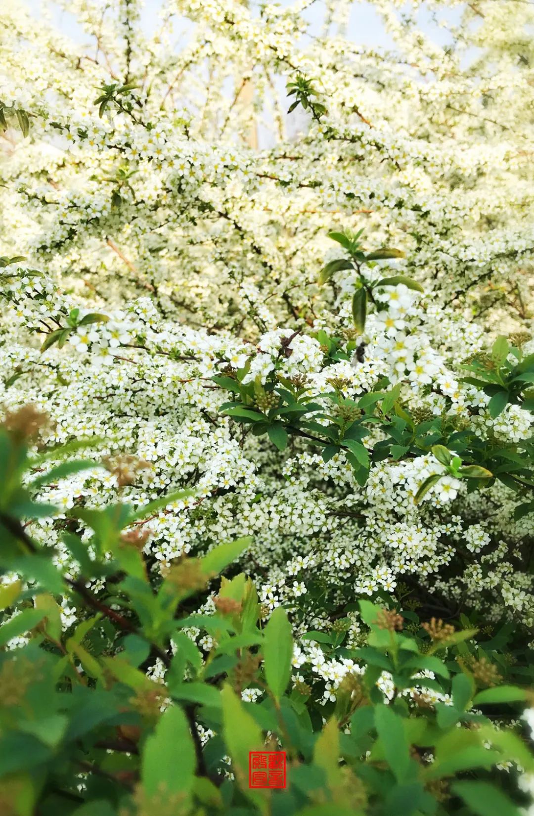 南京江宁网红打卡点有哪些,春日限定江宁新晋网红打卡点出炉