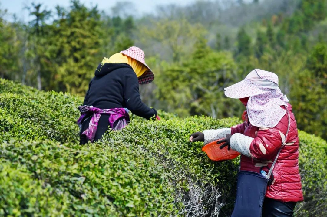 南京江宁网红打卡点有哪些,春日限定江宁新晋网红打卡点出炉