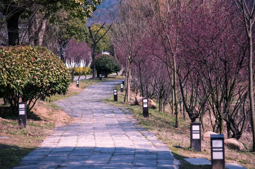 南京江宁网红打卡点有哪些,春日限定江宁新晋网红打卡点出炉