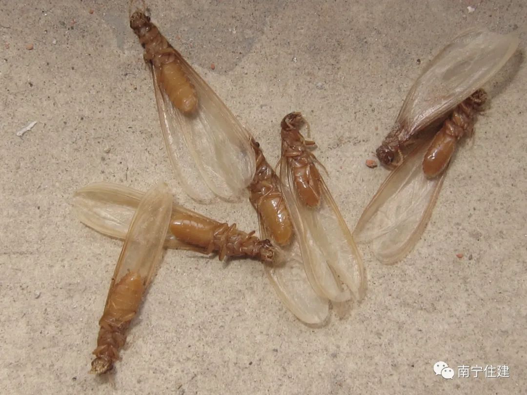 白蚁大军来袭遇到千万别盲目消杀,南宁白蚁大军最新消息