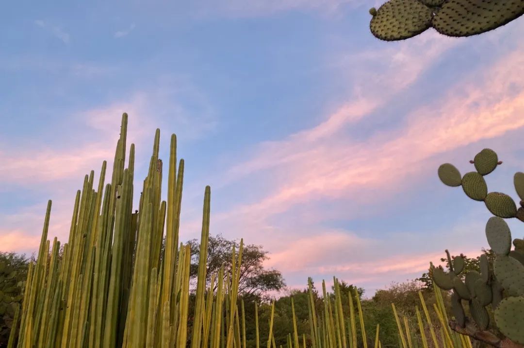 无为而为的浪漫，不得不去的墨西哥在召唤