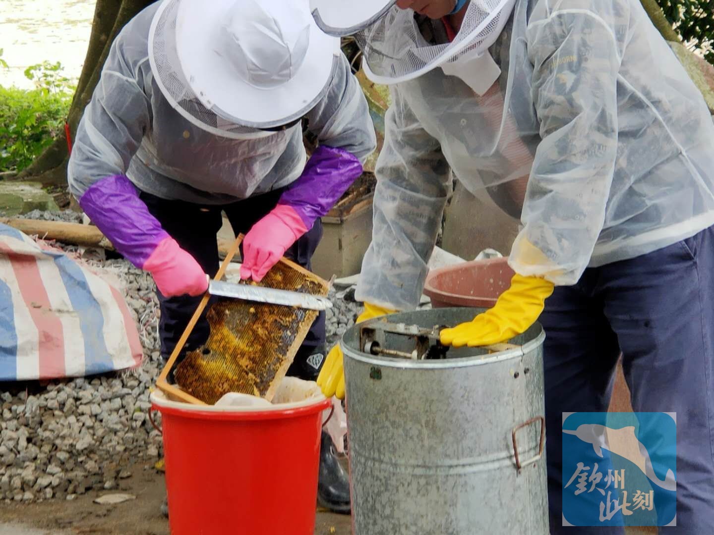 小董团队招人,小董招人