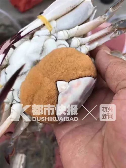 为什么怀孕的母蟹不能吃,为什么怀孕母蟹不能吃