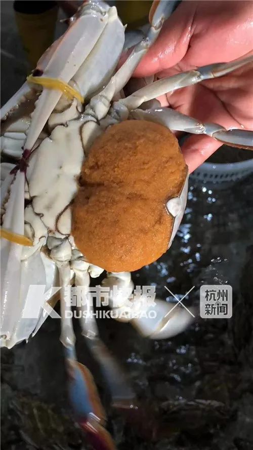 为什么怀孕的母蟹不能吃,为什么怀孕母蟹不能吃