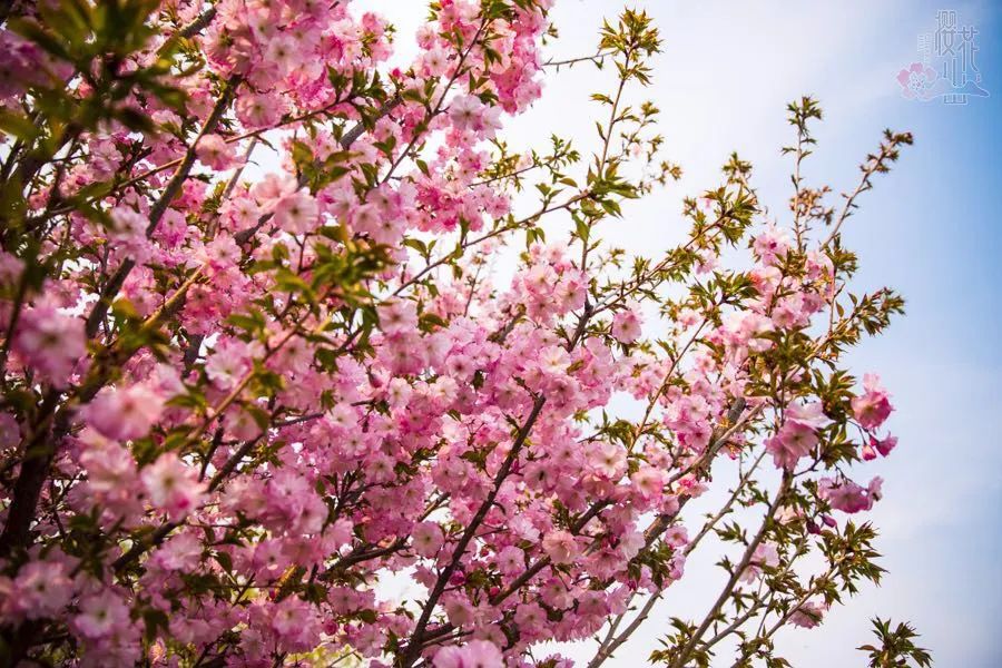 济南淄博周边踏青好去处,淄博张店踏青好去处