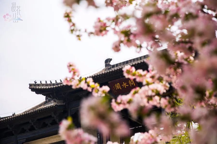 济南淄博周边踏青好去处,淄博张店踏青好去处