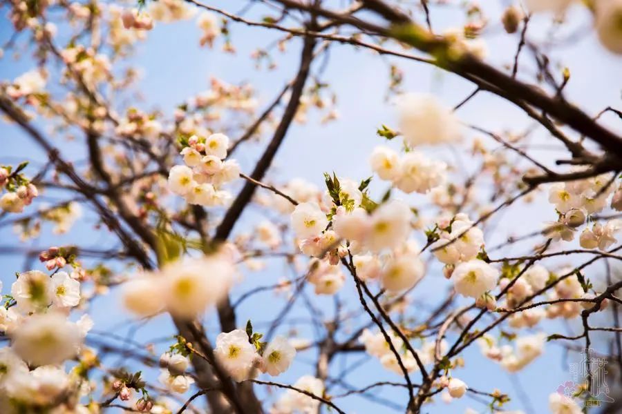济南淄博周边踏青好去处,淄博张店踏青好去处