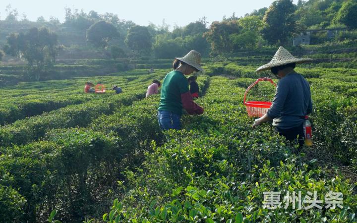 惠东这个村的茶叶400年历史，如今全村“发茶财”，总收入达2000万元