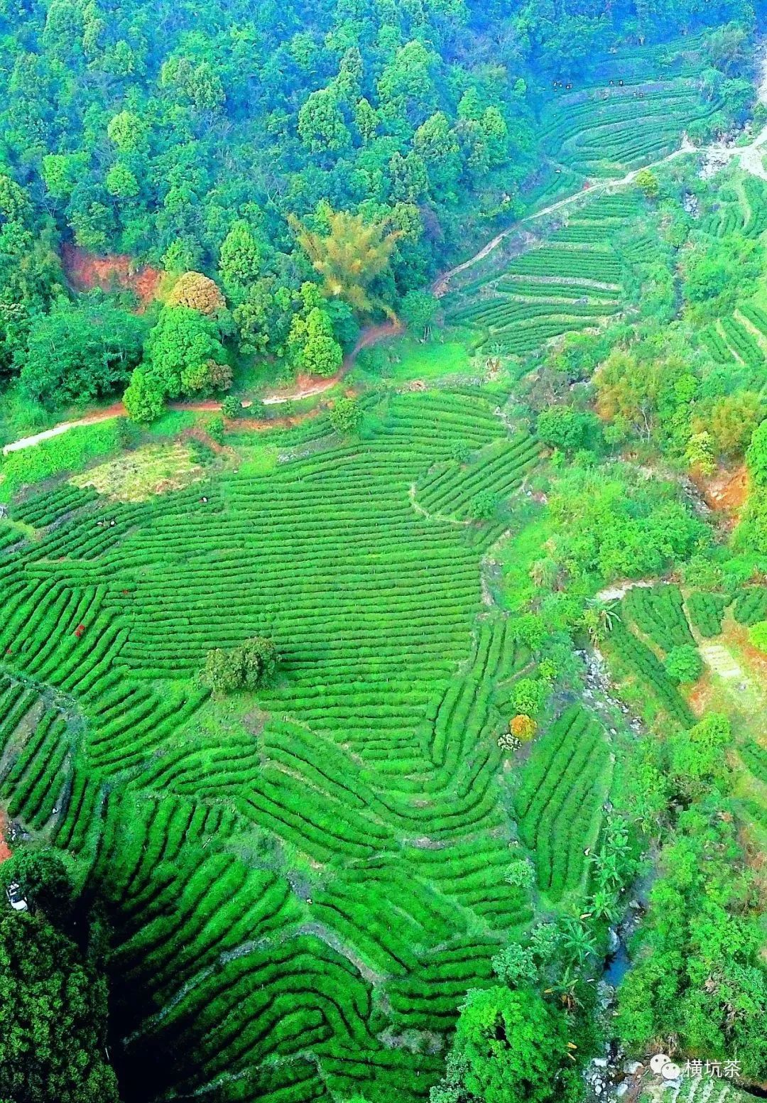 惠东这个村的茶叶400年历史，如今全村“发茶财”，总收入达2000万元