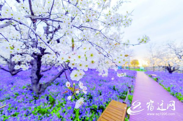 宿迁旅游攻略一日游推荐路线,宿迁附近一日游最佳路线详细介绍