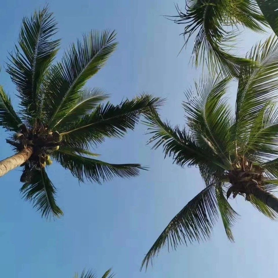 《证券投资基金编码规范》(JR/T0085-2012)-2012.12.26