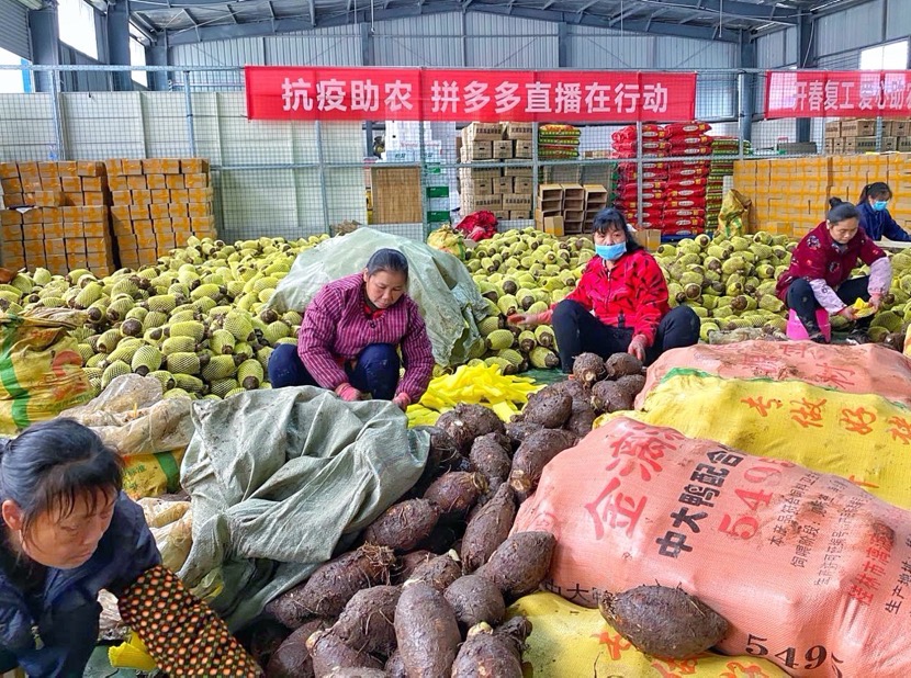 荔浦市长一晚直播带货27吨:教会百万拼多多消费者鉴别正宗“荔浦芋”