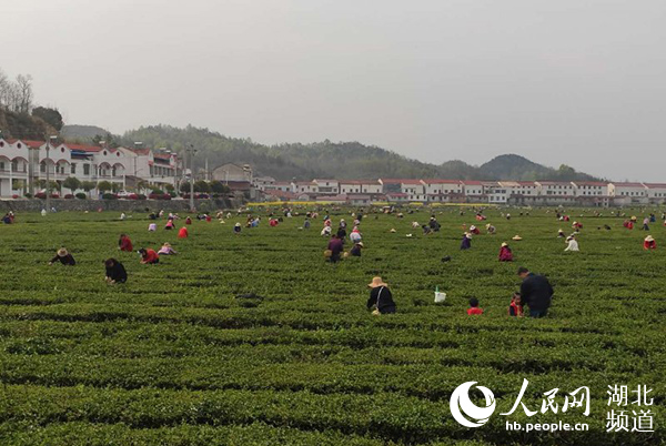 湖北江汉平原春耕忙,鱼米之乡丰收
