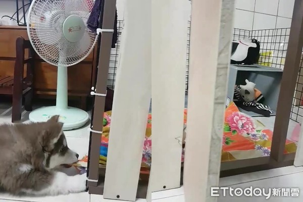 二哈被卡住,二哈被卷帘门卡住视频