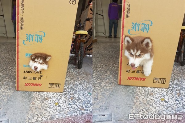 二哈被卡住,二哈被卷帘门卡住视频