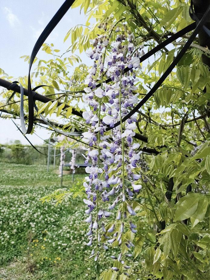 成都周边清明一日游景点推荐,打卡成都周边9个超美郊游圣地