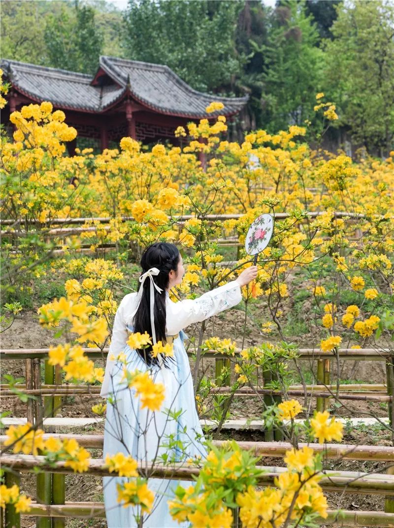 成都周边清明一日游景点推荐,打卡成都周边9个超美郊游圣地