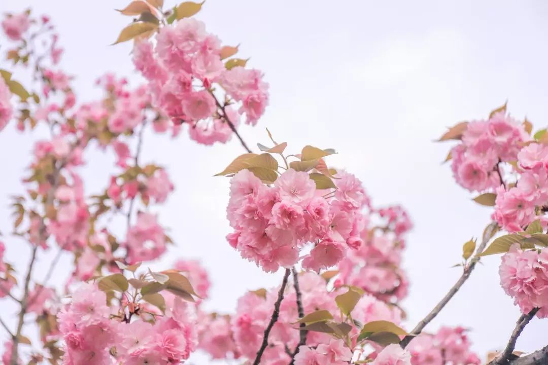 成都周边清明一日游景点推荐,打卡成都周边9个超美郊游圣地