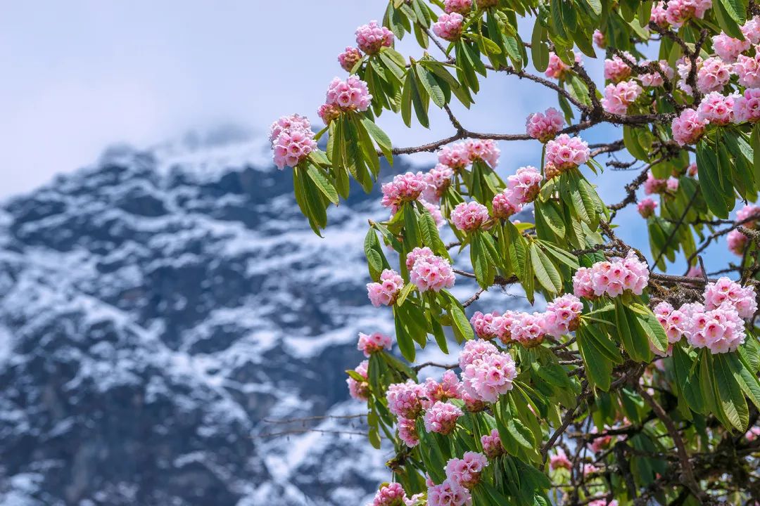 成都周边清明一日游景点推荐,打卡成都周边9个超美郊游圣地