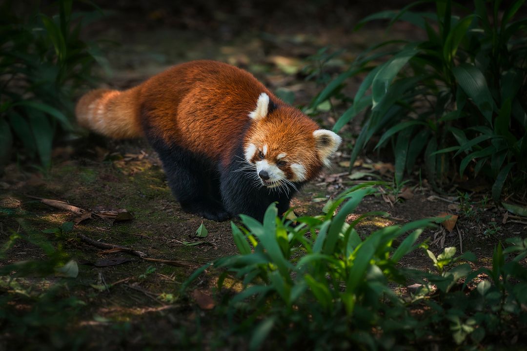 成都周边清明一日游景点推荐,打卡成都周边9个超美郊游圣地