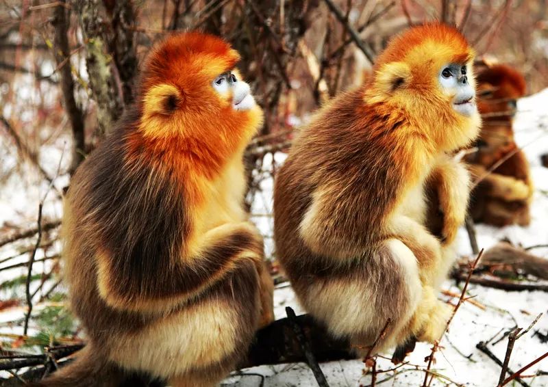 成都周边清明一日游景点推荐,打卡成都周边9个超美郊游圣地