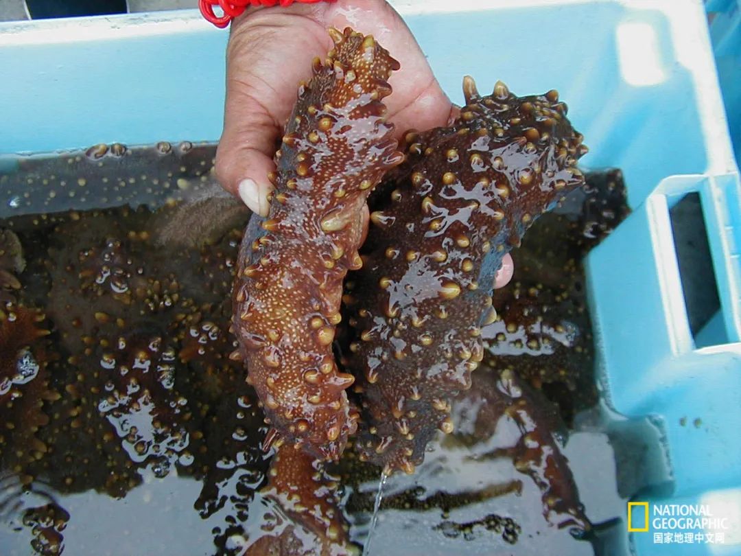 我们正用病毒传播的速度,把海参吃光