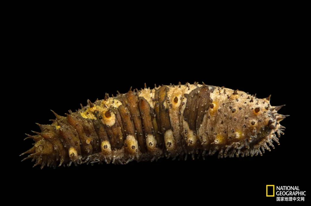 我们正用病毒传播的速度,把海参吃光