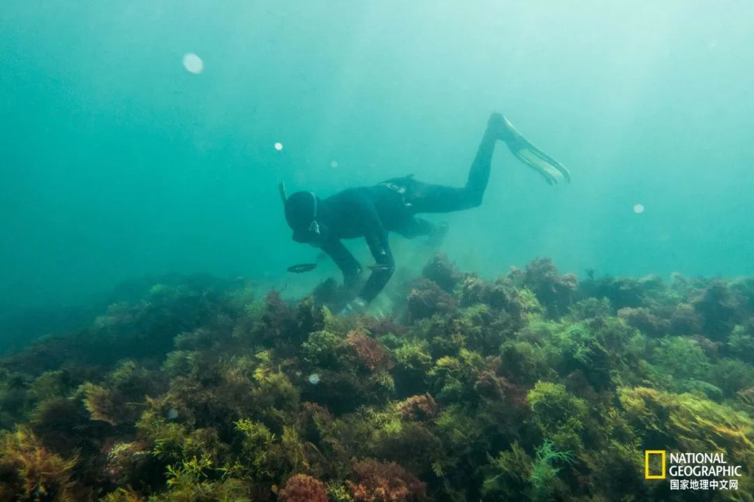 我们正用病毒传播的速度,把海参吃光