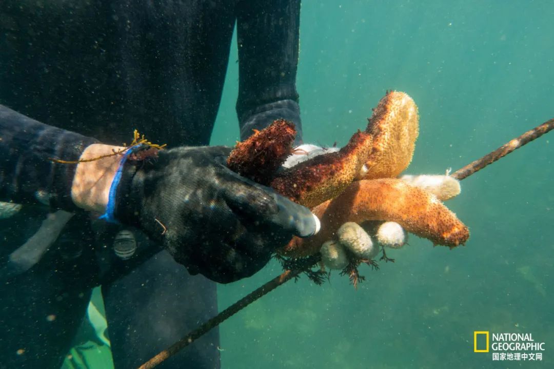 我们正用病毒传播的速度,把海参吃光