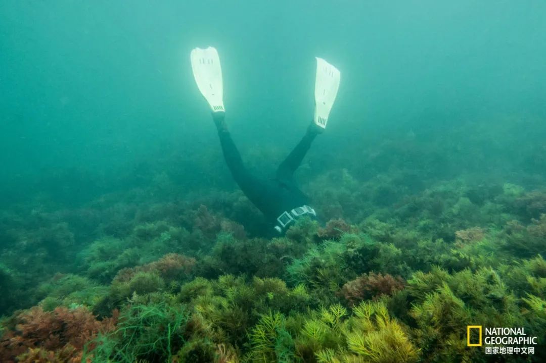 我们正用病毒传播的速度,把海参吃光