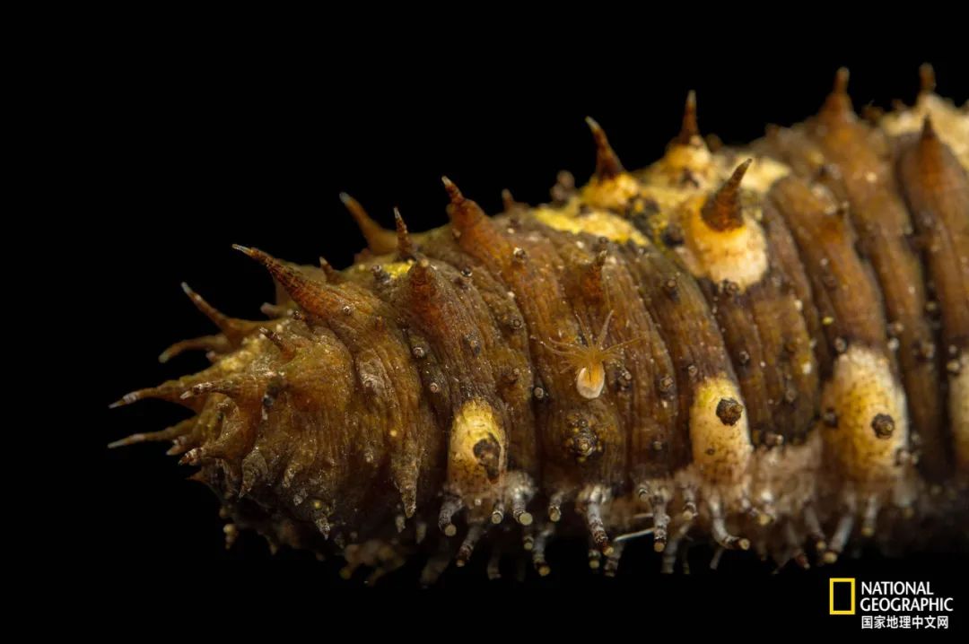 我们正用病毒传播的速度,把海参吃光