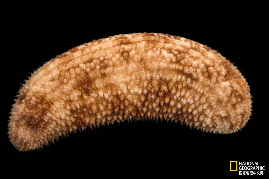 我们正用病毒传播的速度,把海参吃光