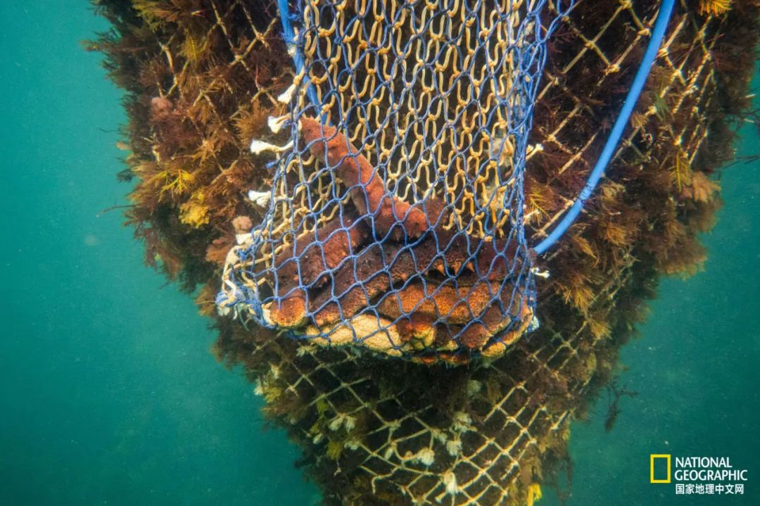 我们正用病毒传播的速度,把海参吃光