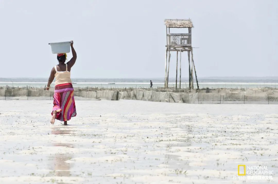 我们正用病毒传播的速度,把海参吃光