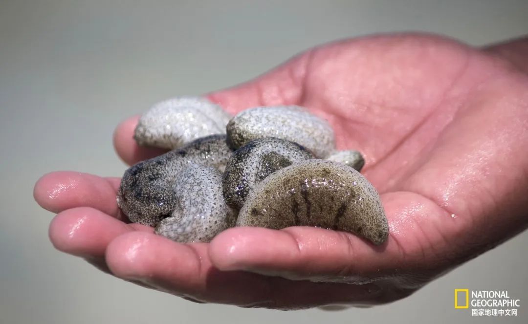 我们正用病毒传播的速度,把海参吃光