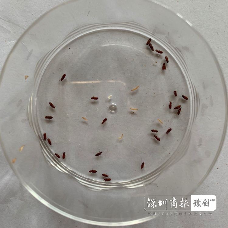 麦片霉菌召回最新消息,进口麦片不合格产品